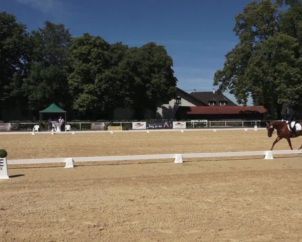 Oberösterreichisches Reitpferdechampionat / Pferdezuchtverband Stadl Paura