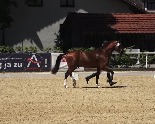 Oberösterreichisches Reitpferdechampionat / Pferdezuchtverband Stadl Paura