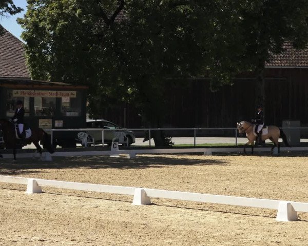 Oberösterreichisches Reitpferdechampionat / Pferdezuchtverband Stadl Paura