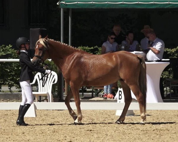 Oberösterreichisches Reitpferdechampionat / Pferdezuchtverband Stadl Paura