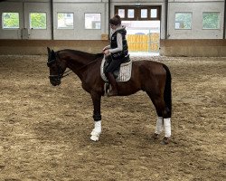 Pferd Szeplak Alabardos (Ungarisches Warmblut, 2014, von Lansford)