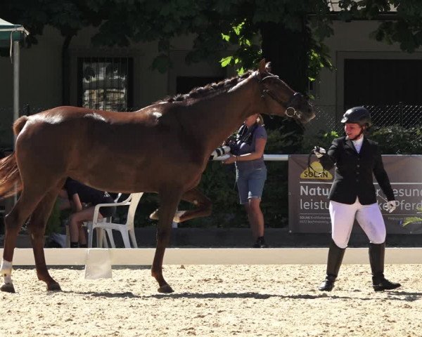 Oberösterreichisches Reitpferdechampionat / Pferdezuchtverband Stadl Paura