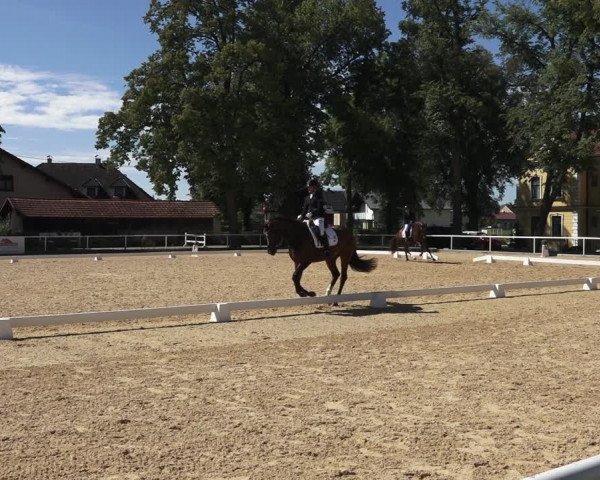 Oberösterreichisches Reitpferdechampionat / Pferdezuchtverband Stadl Paura