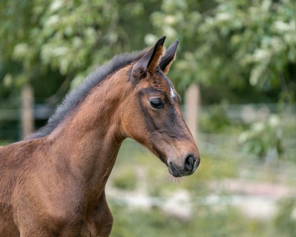 Pferd Diabelito Lou K (Oldenburger, 2023, von Diamantenglanz)
