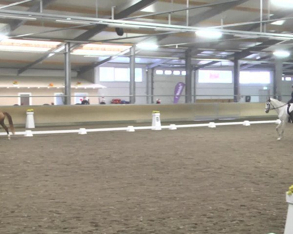 Dressurturnier Waghäusel-Wiesental 2021