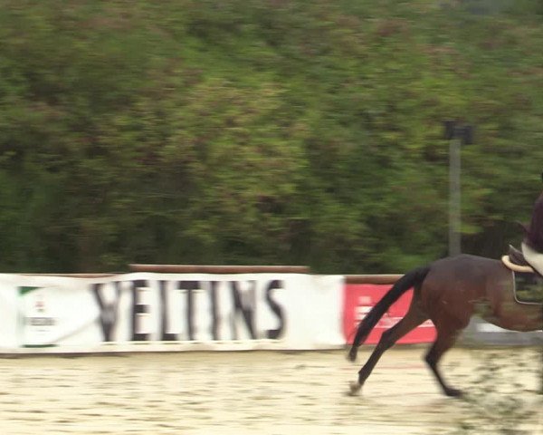 Reitturnier Vellinghausen 2023