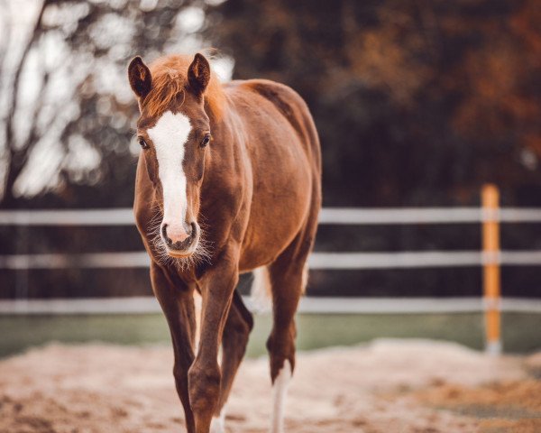 horse Zarzamora (Westphalian, 2022, from Zoom)