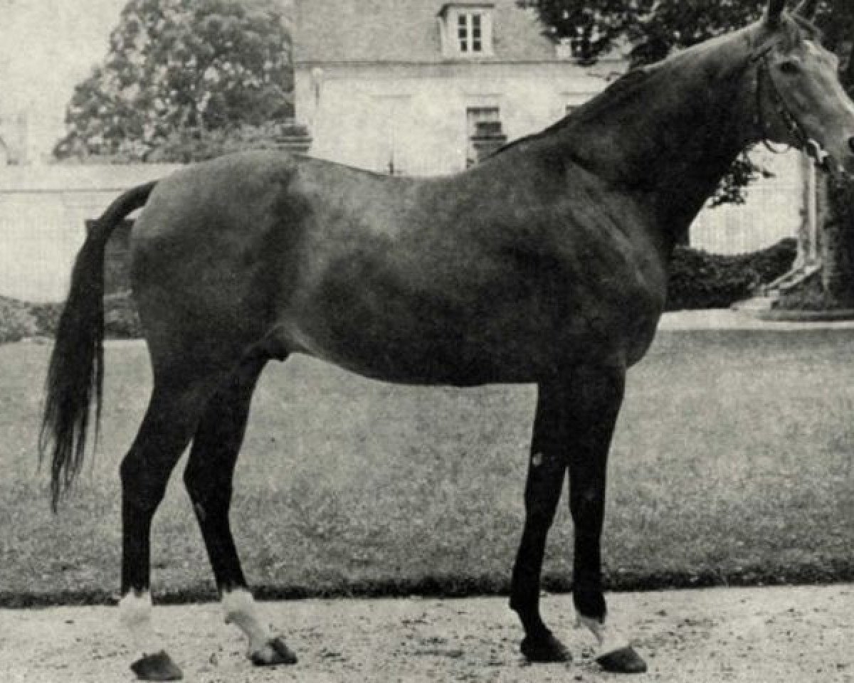 Deckhengst Dolman AA (Anglo-Araber, 1966, von Dan II AA)