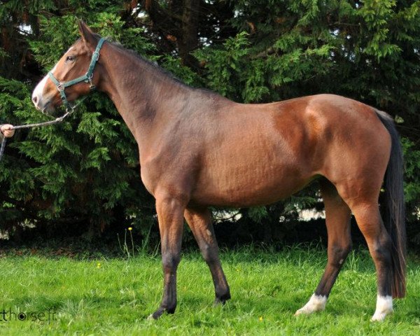 Springpferd Cybelle de Moens (Selle Français, 2012, von Royal Iris D' Argouges)