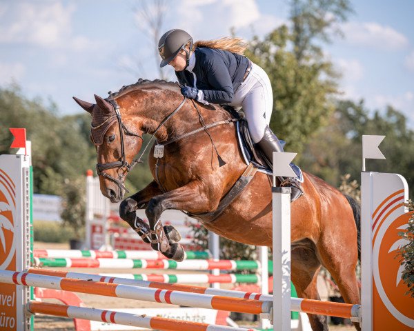 jumper Pilothagos Boy (Westphalian, 2016, from Pilothago Dxb)
