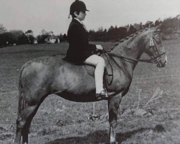 Pferd Courtway Valentango (British Riding Pony, 1971, von Cusop Flamingo)