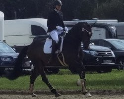 Cavallo da Dressage Lieber Schatz R (Westfale, 2019, di Libertad FRH)