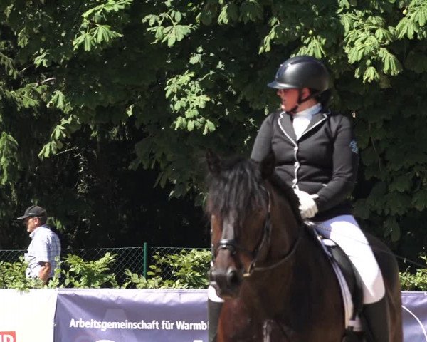 Oberösterreichisches Reitpferdechampionat / Pferdezuchtverband Stadl Paura