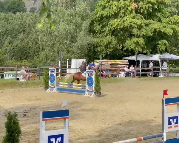 Reitturnier Wenholthausen 2023
