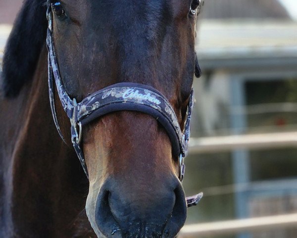 Pferd McCools Zip-it (Deutsches Reitpferd, 2019, von Zucchero D'Hyrencourt Z)