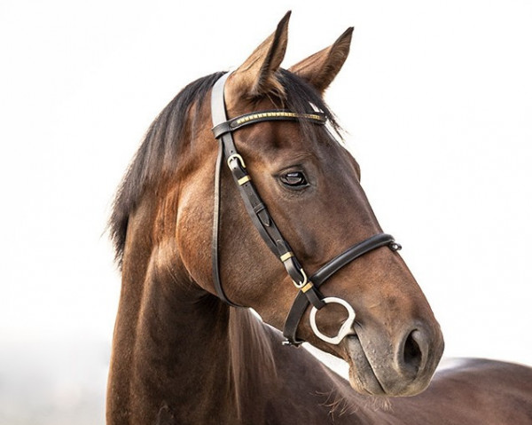 horse A Little Rose (Hanoverian, 2019, from All Music)
