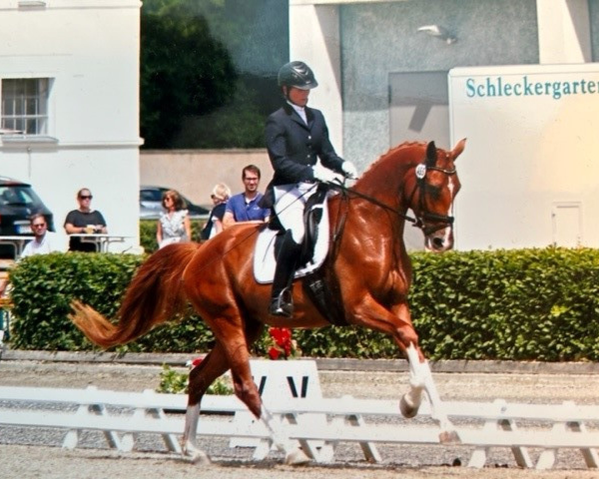 broodmare Farbenfroh (German Sport Horse, 2014, from For Romance I)