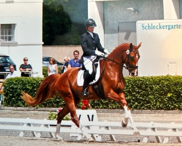 broodmare Farbenfroh (German Sport Horse, 2014, from For Romance I) broodmare Farbenfroh (German Sport Horse, 2014, from For Romance I)