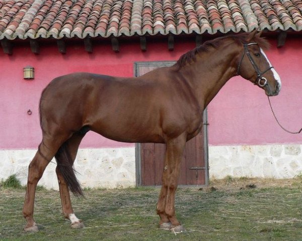 stallion Ideal de Prissey (Selle Français, 1996, from Le Tot de Semilly)