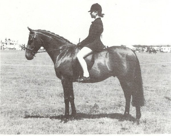 horse Gaylord Of Keston (British Riding Pony, , from Wingrove Minkino) horse Gaylord Of Keston (British Riding Pony, , from Wingrove Minkino)