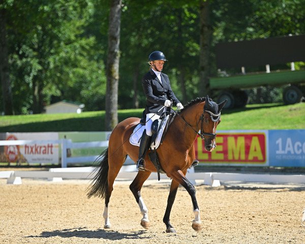 dressage horse Baronesse 16 (Westphalian, 2018, from Buckingham)