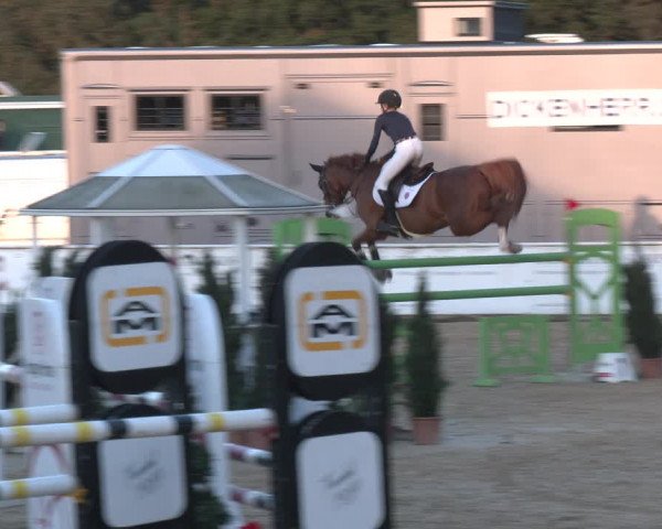 Reitturnier Ranshofen - Braunau am Inn 2023