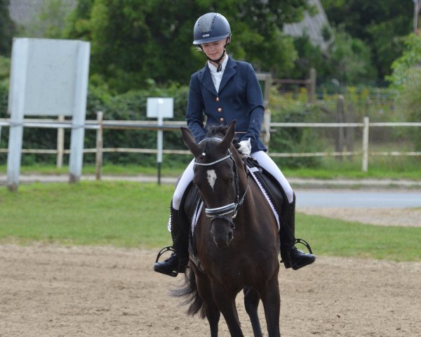 Dressurpferd Honeymoon's Beauty (Deutsches Reitpony, 2018, von Honeymoon Star)
