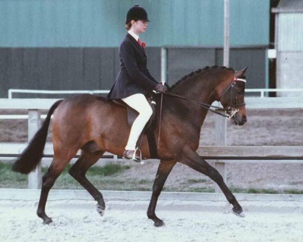 stallion Willowbay Symphony (British Riding Pony, 1984, from Broadlands Sonata) stallion Willowbay Symphony (British Riding Pony, 1984, from Broadlands Sonata)