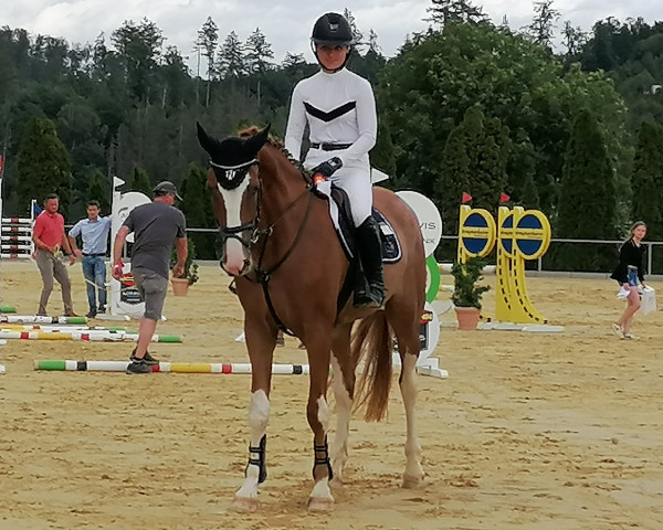 Springpferd Castello Blue 3 (Deutsches Sportpferd, 2018, von Canandos)