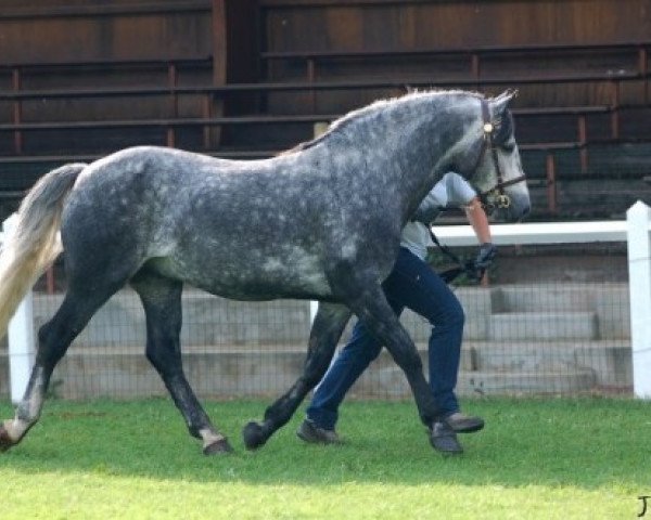 Deckhengst Kingstown Rory (Connemara-Pony, 2003, von Monaghanstown Fionn)