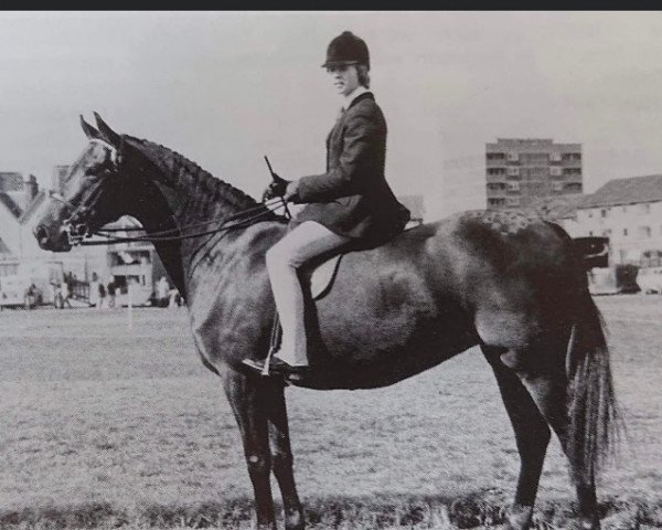 Zuchtstute Chirk Caviar (Welsh Partbred, 1970, von Chirk Caradoc)