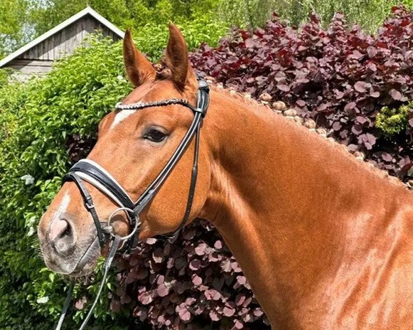 dressage horse Daddy Cool 66 (Oldenburg, 2019, from Don Royal)