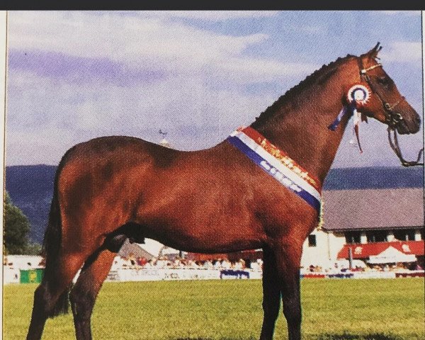 Deckhengst Cusop Dimension (British Riding Pony, 1994, von Cusop Fingerprint) Deckhengst Cusop Dimension (British Riding Pony, 1994, von Cusop Fingerprint)