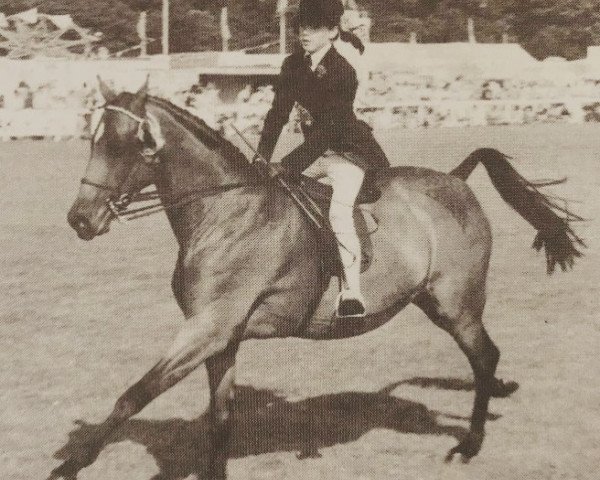 Zuchtstute Cusop Heiress (British Riding Pony, 1972, von Cusop Dignity) Zuchtstute Cusop Heiress (British Riding Pony, 1972, von Cusop Dignity)