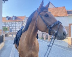 horse Baba 37 (Hungarian Warmblood, 2015)