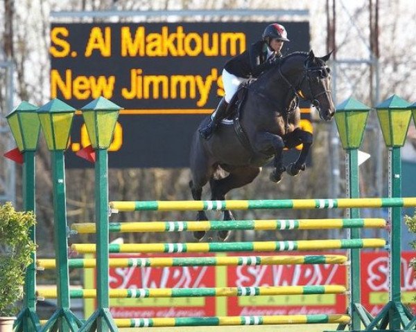 stallion New Jimmy's (Selle Français, 2001, from Diamant de Semilly)