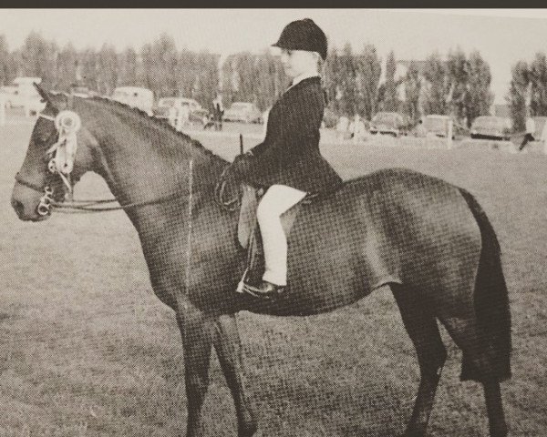 Zuchtstute Cusop Pirouette (British Riding Pony, 1960, von Bwlch Valentino)