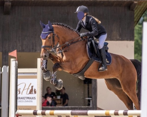 horse Incredible Hero (Holsteiner, 2017, from I'm Special de Muze)