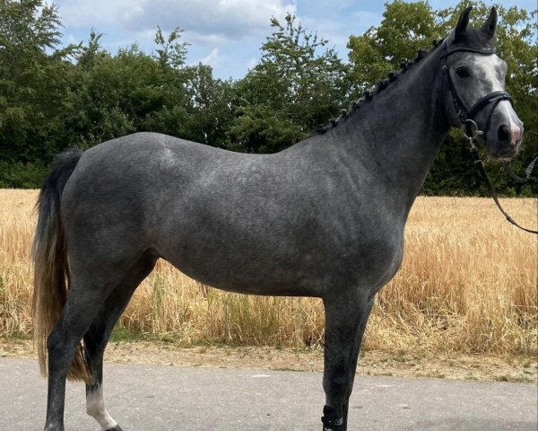 horse Tobsy (Luxembourg horse, 2020, from Tobago Z)