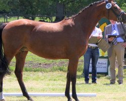 broodmare Loreley 120 (Hanoverian, 2011, from Lordanos)
