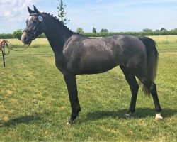 jumper Celesta RD (Hanoverian, 2017, from Cornet Obolensky)