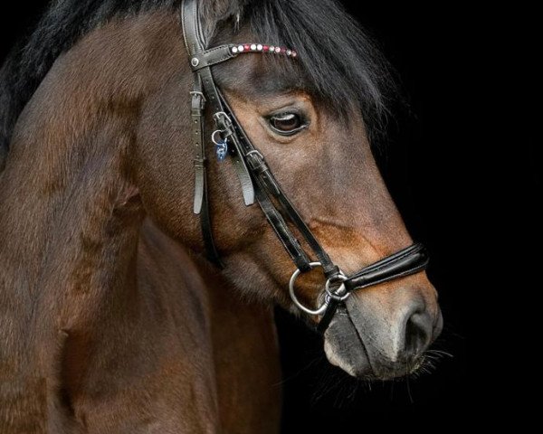 jumper Pacero 2 (German Riding Pony, 2009, from Prince Charming 17)