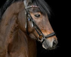 jumper Pacero 2 (German Riding Pony, 2009, from Prince Charming 17)