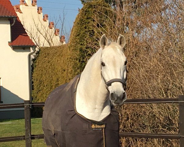 horse Colosso Z (Zangersheide riding horse, 1998, from Calvin Z)