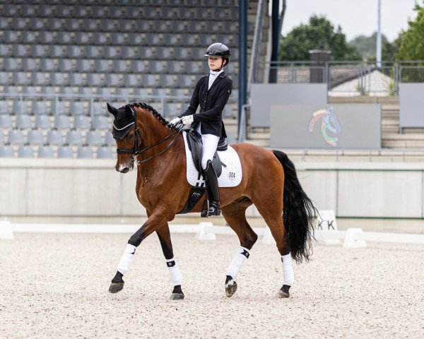 dressage horse Vivianus VMP (Westphalian, 2014, from Vitalis)