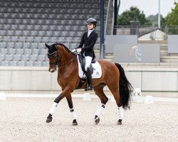dressage horse Vivianus VMP (Westphalian, 2014, from Vitalis)