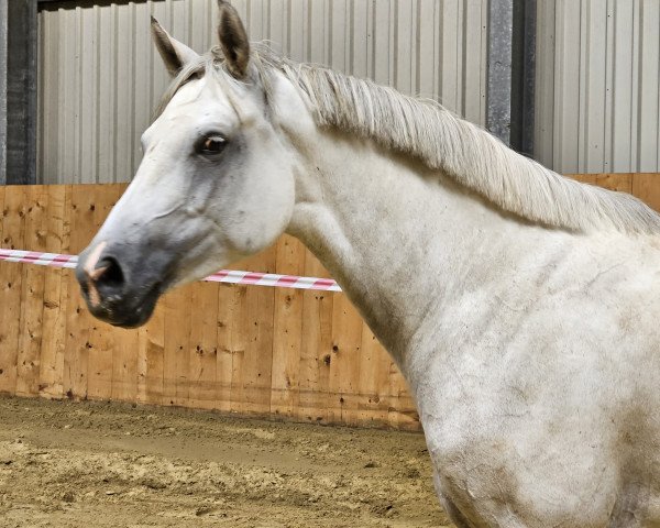broodmare Nouri Nova (Holsteiner, 2017, from Numero Uno)