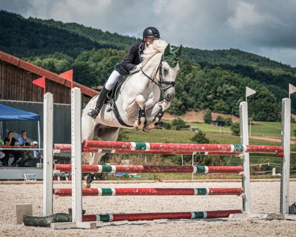 jumper Nino 248 (German Riding Pony, 2006, from Nike)