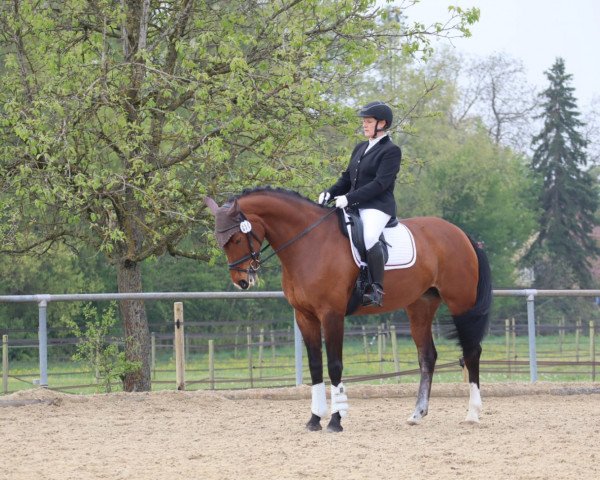 dressage horse Federleicht R (Oldenburg, 2013, from Foundation 2)