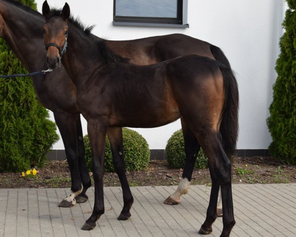 horse Billionair EM (Oldenburg show jumper, 2023, from Pr.H. Bingo Boy)